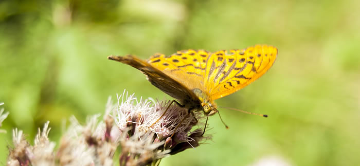 butterfly